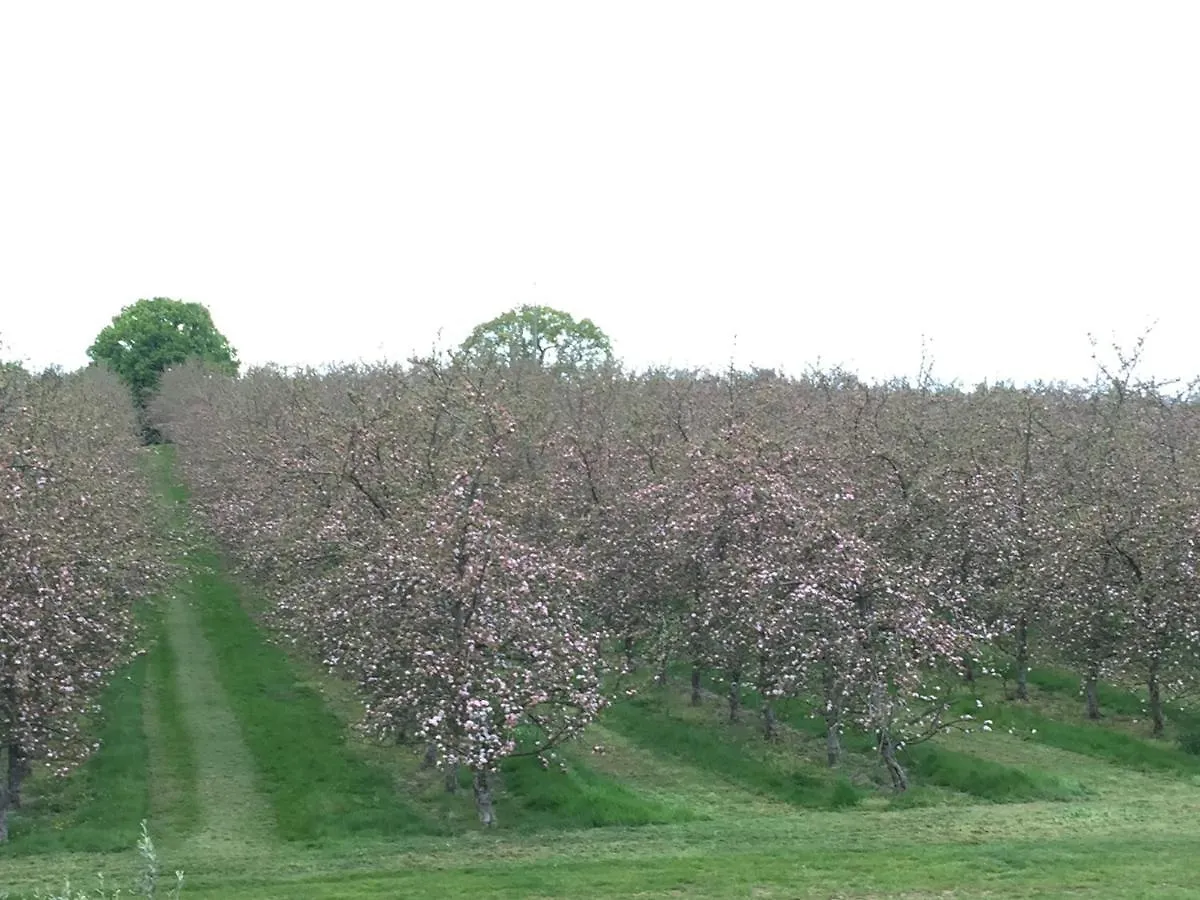 Bowhayes Farm - Camping & Glamping - Bell Tents - Cider Orchard Venn Ottery 0*,  United Kingdom